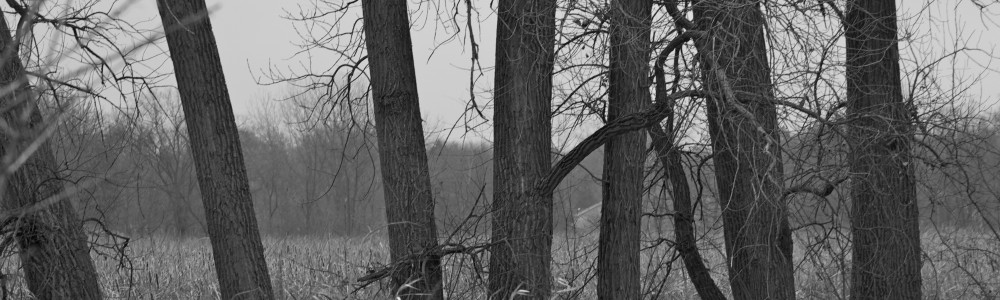 Lincoln Marsh Trees of Thin Conspiracy, November 2011