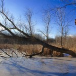 Lincoln Marsh 2016: January 17, 6 Degrees F, Bright Blue