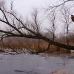 Lincoln Marsh 2016: January 9, Squishy Wet Snow with Good Crunch