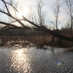 Lincoln Marsh, 2016: March 6, A Study in Browns