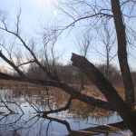 Lincoln Marsh, 2016: March 25, Bright Day, Shoots of Green After the First Burn