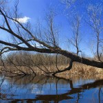 Lincoln Marsh, 2016: April 9, Bright Blue and Green After Morning Snow Burned Off