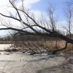 Lincoln Marsh 2016: February 20, Early Spring Bust-Out Saturday Joy